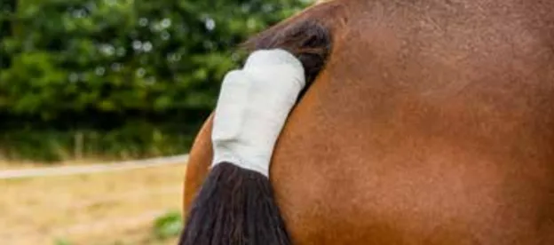 easy foal 2.png