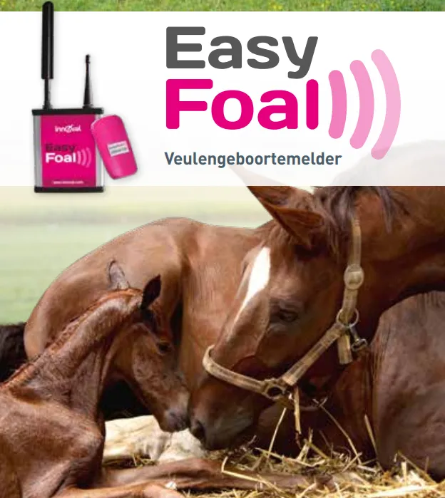 easy foal.png