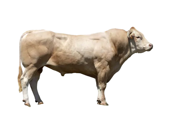 Blonde d'Aquitaine