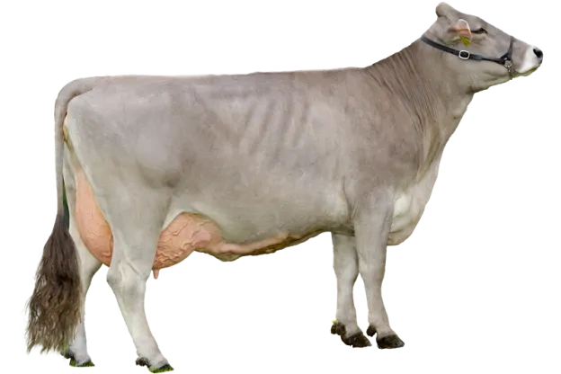 Brown Swiss