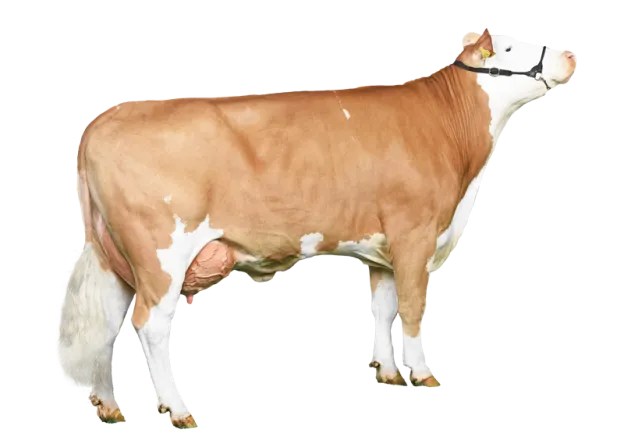 Fleckvieh